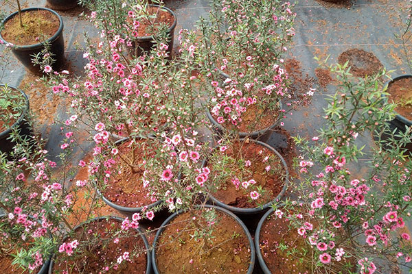 Érica Japonesa Rosa – Leptospermum scoparium