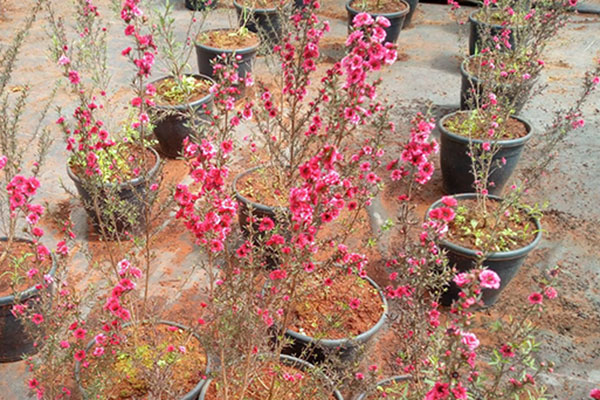 Érica Japonesa Vermelha – Leptospermum scoparium