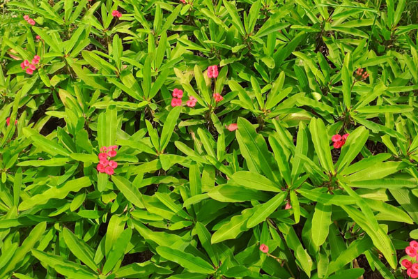 Coroa-de-Cristo Grossa Coroa-de-Cristo Grossa