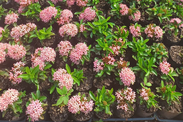 Ixoria Chinesa Rosa Ixoria Chinesa Rosa