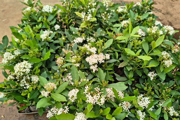 Ixoria Branca
