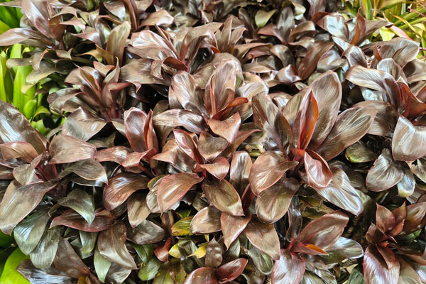 Dracena Baby Rubra (Cordyline fruticosa 'Baby Rubra')