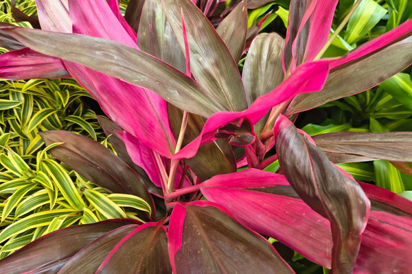 Dracena do Panamá (Cordyline fruticosa)