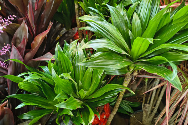 Dracena Compacta (Dracaena fragrans 'Compacta')