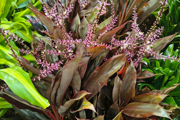 Dracena Chocolate (Cordyline fruticosa)