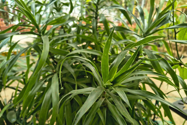 Dracena Fita (Dracaena reflexa)