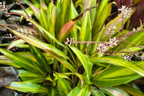 Dracena Kiwi (Cordyline fruticosa 'Kiwi')