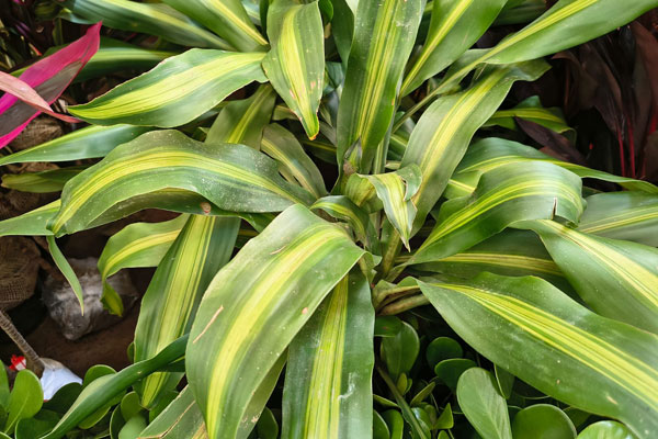 Pau-d'água (Dracaena fragrans)