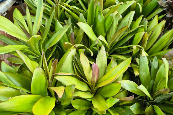 Dracena Poá (Dracaena marginata)
