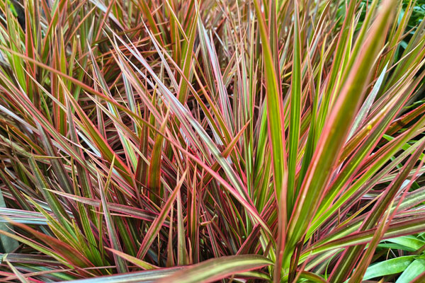 Dracena Tricolor (Dracaena marginata 'Tricolor')