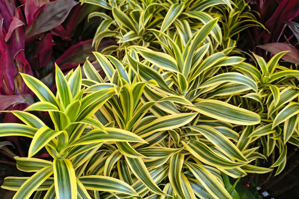 Pleomele Variegata (Dracaena reflexa)