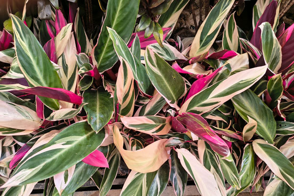 Maranta Tricolor (Stromanthe thalia 'Triostar')